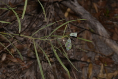 Acacia suaveolens