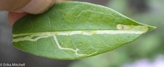 Liriomyza phloxiphaga