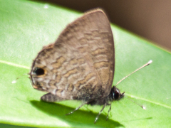 Prosotas nora ardates