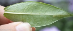 Liriomyza phloxiphaga