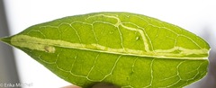 Liriomyza phloxiphaga