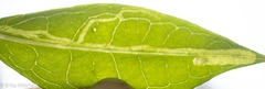 Liriomyza phloxiphaga