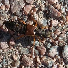 Staphylinus dimidiaticornis