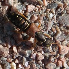 Staphylinus dimidiaticornis