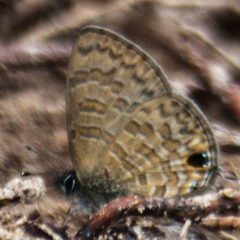 Prosotas nora ardates