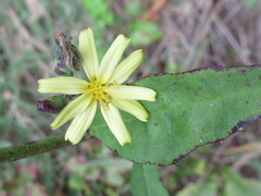 Lactuca raddeana