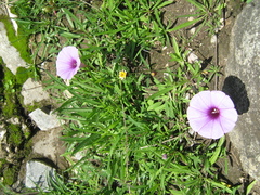 Ipomoea ternifolia