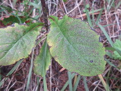 Lactuca raddeana
