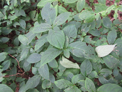 Hydrangea serrata