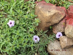 Ipomoea ternifolia