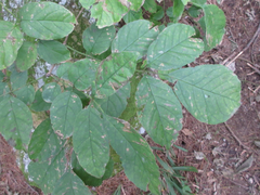 Fraxinus chinensis