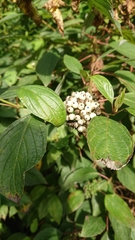 Cornus alba