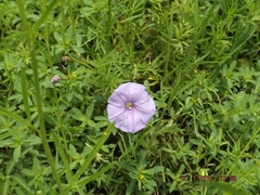 Ipomoea ternifolia