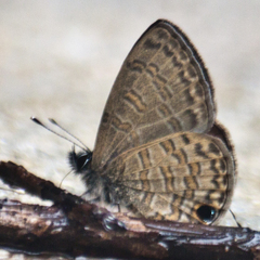 Prosotas nora ardates