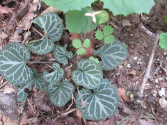 Viola variegata