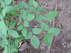 Lespedeza maximowiczii