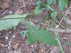 Solidago virgaurea asiatica