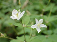 Isopyrum thalictroides