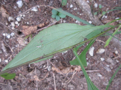 Solidago virgaurea asiatica