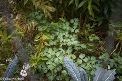 Phytomyza minuscula group