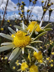 Leucadendron verticillatum