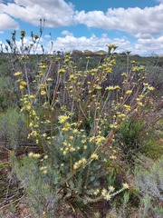 Leucadendron verticillatum