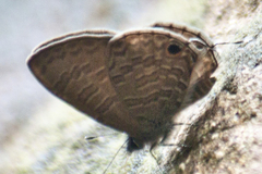 Prosotas nora ardates