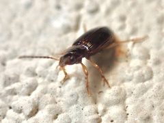 Elaphropus