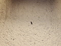 Elaphropus