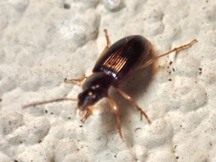 Elaphropus