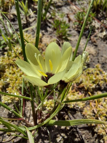 Geissorhiza purpureolutea