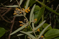 Oxylobium robustum
