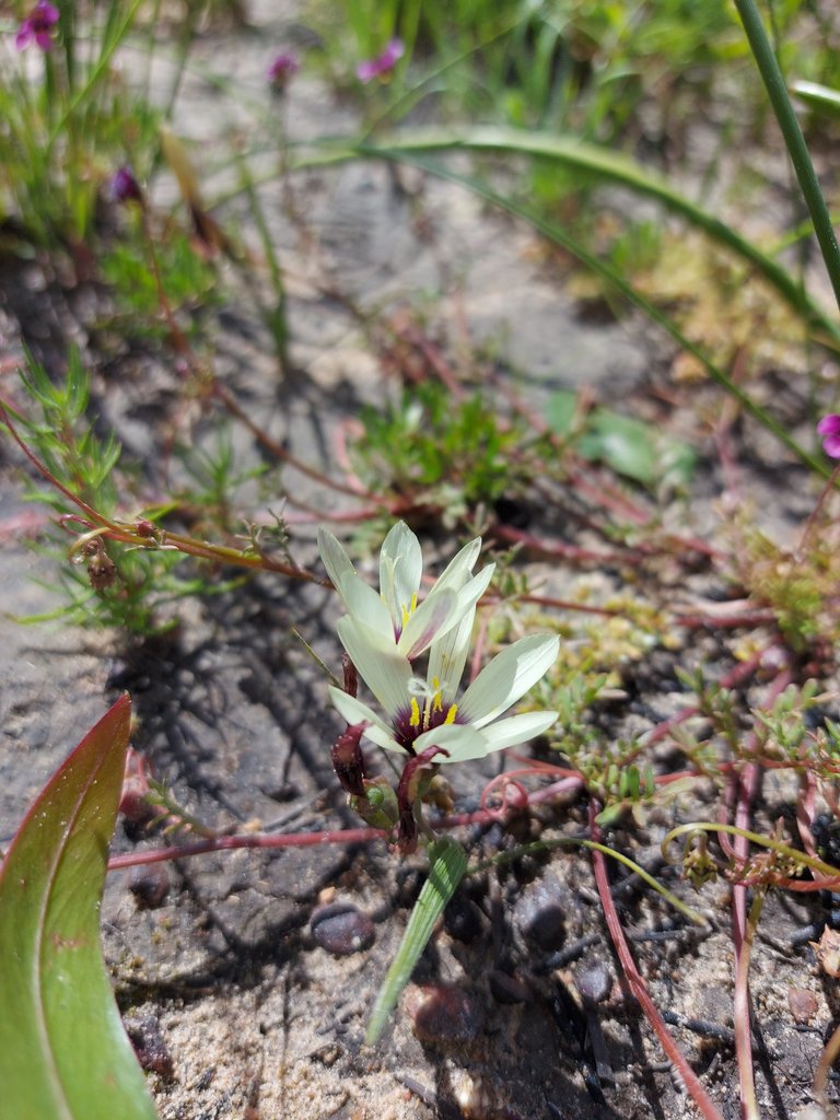 Geissorhiza purpureolutea, City of Cape Town, Western Cape, South Africa