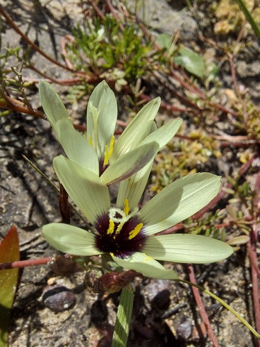 Geissorhiza purpureolutea