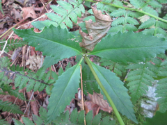 Hylotelephium viviparum