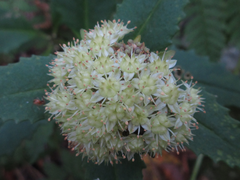 Hylotelephium viviparum