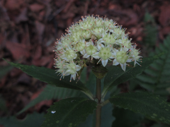 Hylotelephium viviparum