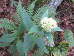 Hylotelephium viviparum