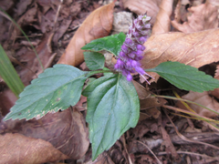 Elsholtzia splendens