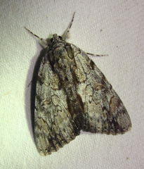 Catocala insolabilis