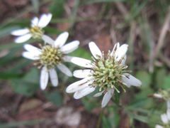 Aster scaber