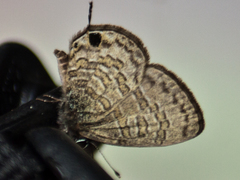 Prosotas nora ardates