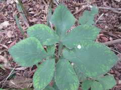 Angelica decursiva