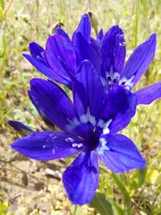 Codonorhiza elandsmontana