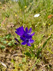 Codonorhiza elandsmontana