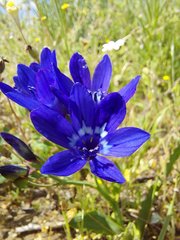 Codonorhiza elandsmontana