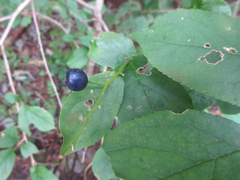 Symplocos sawafutagi