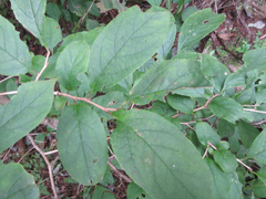 Symplocos sawafutagi