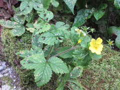 Potentilla freyniana
