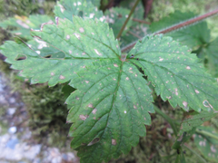 Potentilla freyniana